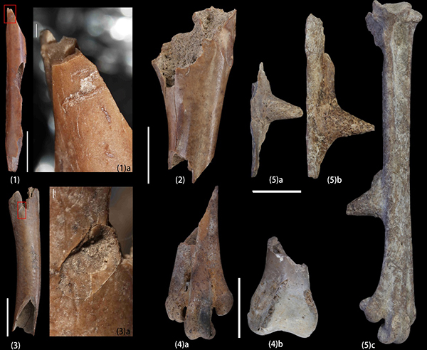 古脊椎所发现史前人群利用鸟类资源的系列证据
