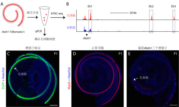 研究揭示小鼠耳蜗中三个Atoh1增强子协同调控听觉毛细胞发育
