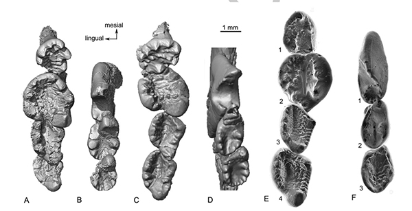 古脊椎所等在英国中侏罗世异兽化石系统研究中获进展