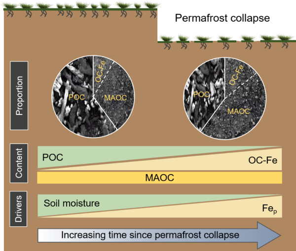 植物所等揭示不同土壤碳组分对冻土融化的差异性响应
