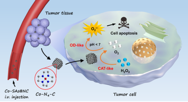 国家纳米中心在单原子酶用于肿瘤催化治疗方面取得进展