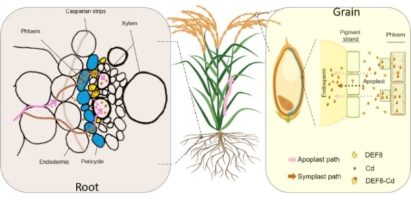 分子植物卓越中心发现植物防御素DEF8调控稻米镉积累的关键卸载环节