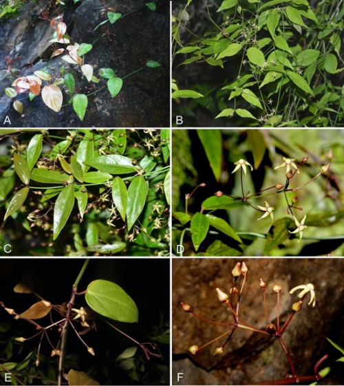 武汉植物园等发表三峡地区特有白前属植物新种——三峡白前
