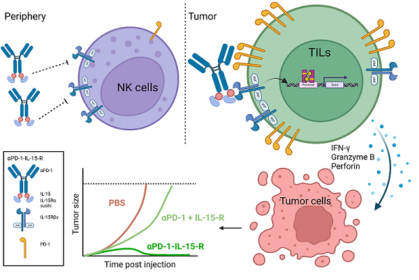 生物物理所开发出新一代肿瘤特异性PD1抗体-IL15融合蛋白免疫治疗药物