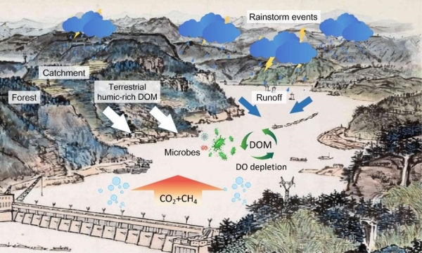 暴雨影响水库河口区有机碳组成与碳排放研究获进展