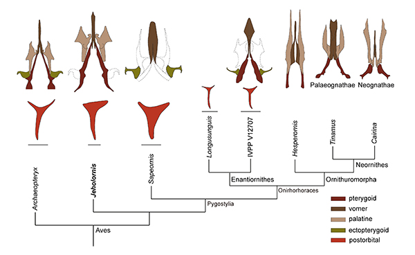 古脊椎所等在热河鸟头骨形态学及生态习性研究中取得新进展