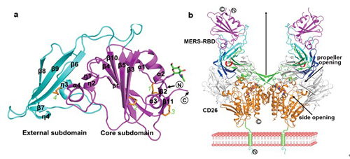 微生物所新冠状病毒侵入宿主细胞机制研究获进