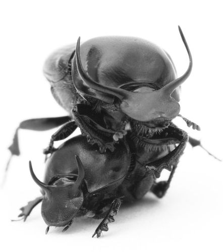角蜣螂是最有劲的昆虫