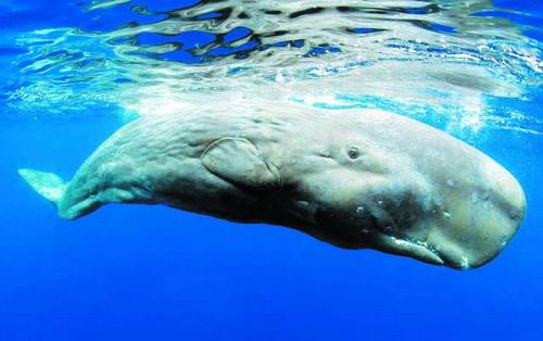 多国科学家还原中新世巨型抹香鲸原貌