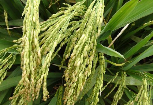 成都生物所优质杂交水稻新品种在重庆市涪陵区