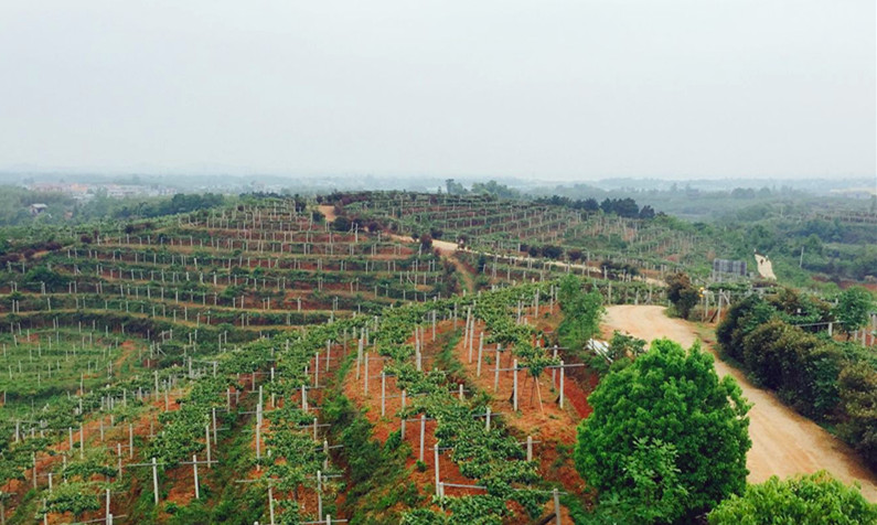 湖北省政府副秘书长刘仲初调研中科院猕猴桃产