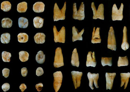 发现东亚最早的现代人化石