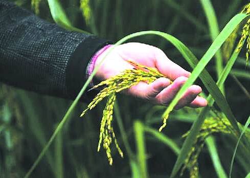 中科院推出高产水稻新种质