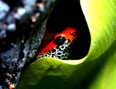 亚马逊热带雨林系列报道(五)龙眼鸡,巨蜘蛛,箭