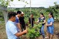 武汉植物园在河南新县开展“青春扶贫、奔向小康”主题党日活动