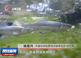 【云南卫视】“最美科技工作者” </br>杨君兴：让云南濒危土著鱼 重现江湖 实现渔业可持续发展