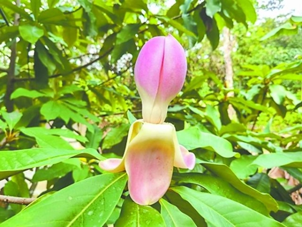 【中国科学报】华南植物园木莲属新品种"嫣粉"通过审查