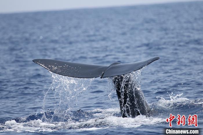 【中国新闻网】专家指南海可能是最大齿鲸抹香鲸重要繁育场----中国