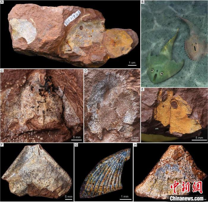 中国新闻网】4.38亿年前长江流域是啥模样？古鱼化石研究为古海洋“扬子