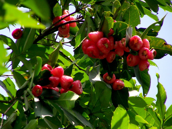龙舟佳节赏莲雾
