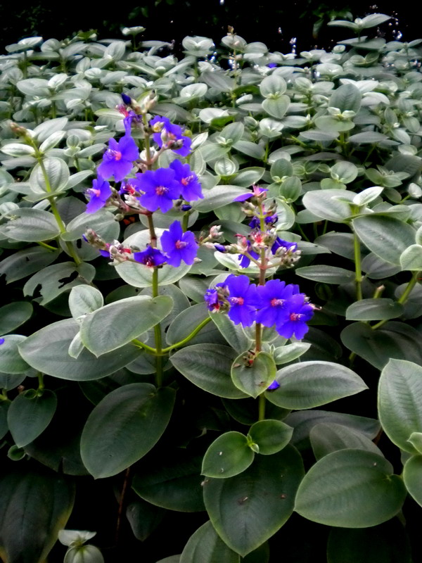 银毛野牡丹 中国科学院
