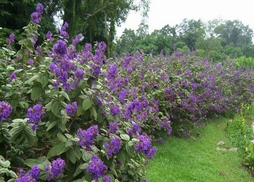 优良的园林景观植物 银绒野牡丹 中国科学院