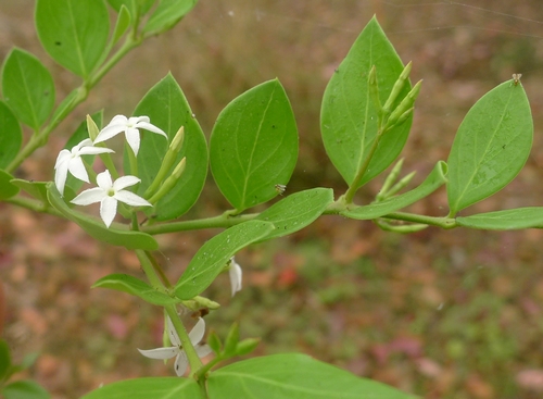 观赏植物刺黄果 中国科学院