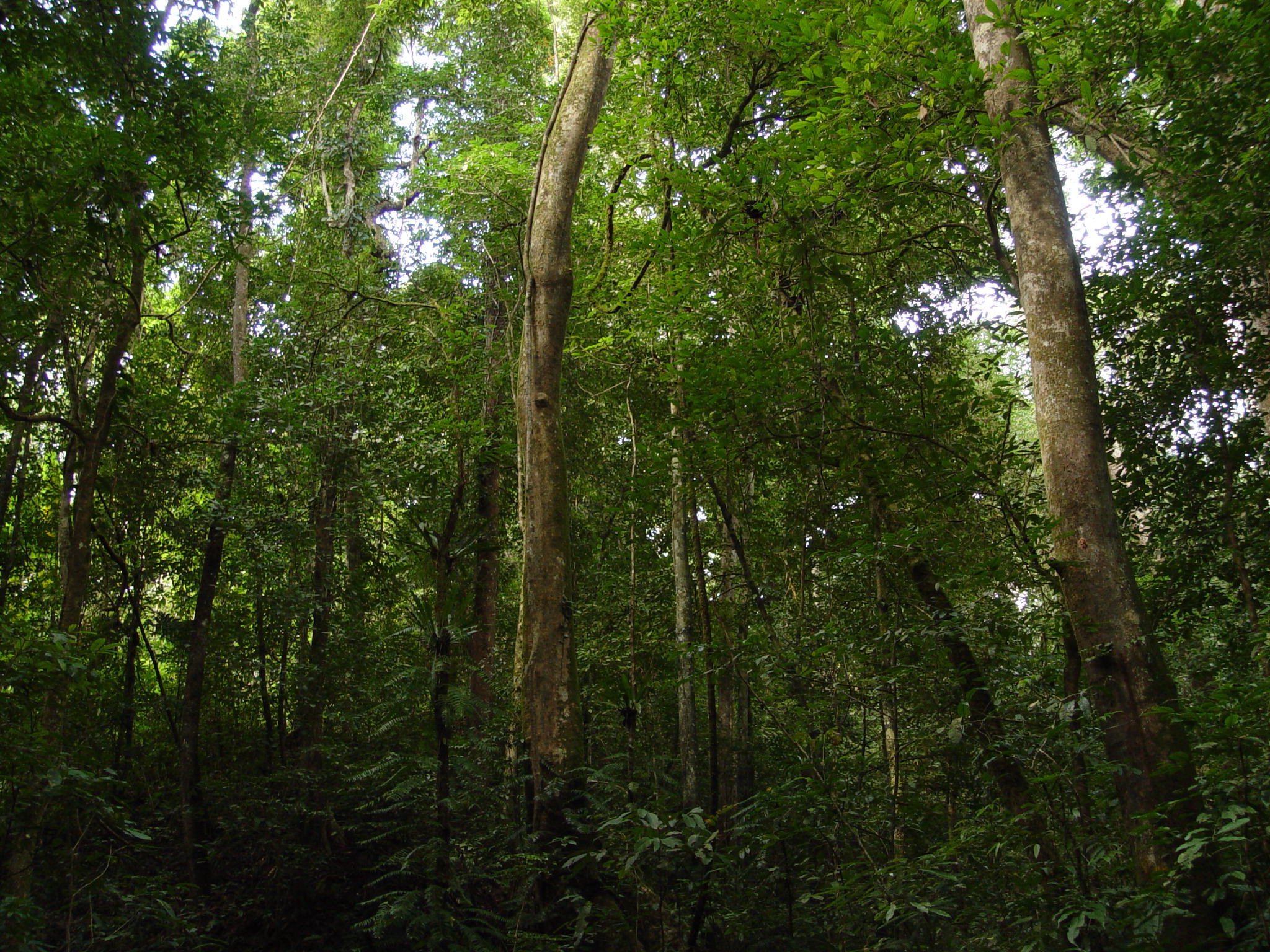 热带季雨林_360百科