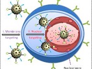细胞核靶向介孔二氧化硅纳米载药体系实现高效抗癌