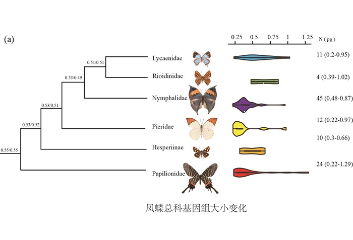 昆明动物所在蝴蝶基因组大小进化方面取得新进展