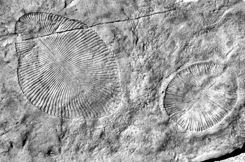 陆地生物变身海洋化石 中国科学院