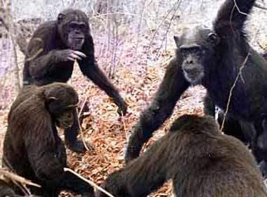 2005年十大科学事件纳米新技术排第一(图)(3)