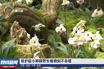 【云南卫视】科普走云南 保护极小种群野生植物刻不容缓
