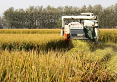 “分子模块设计”育种水稻完成实收<br>测产