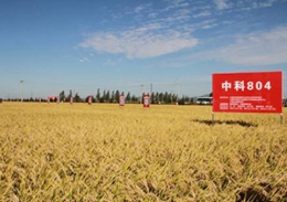 我国水稻分子设计育种取得重要进展