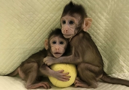 突破体细胞克隆猴世界难题