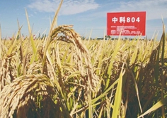 “中科804”水稻分子设计育种取得重要成果