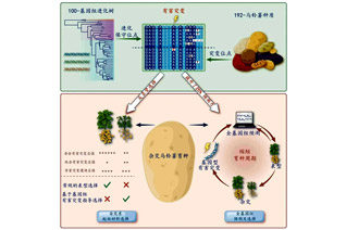绘制首个马铃薯有害突变的基因二维图谱：我国马铃薯育种基础理论和技术进入世界领先水平