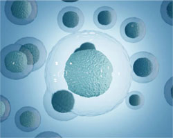 雄性小鼠产生功能性卵细胞
