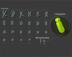 人类Y染色体组装与分析完成