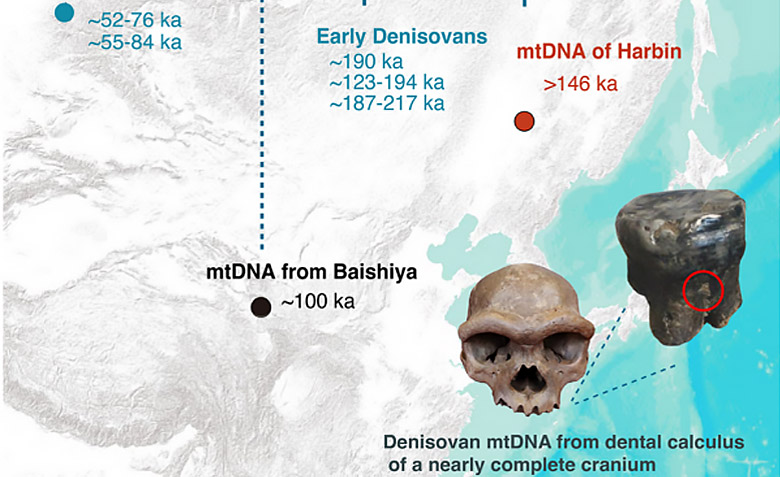 中国科学院古脊椎所一项合作研究入选《科学》2025年度十大科学突破