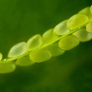 单个体细胞“变”完整植株奥秘揭示