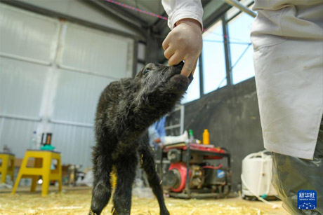 西藏金丝野牦牛繁育基地诞生第一头克隆牦牛