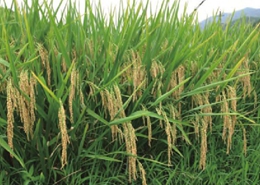 揭示水稻产量性状杂种优势的分子遗传机制
