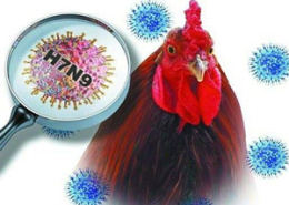 禽流感病毒研究获突破