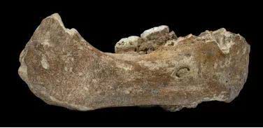 科学家发现16万年前丹尼索瓦人下颌骨化石