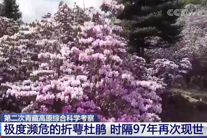 【新闻直播间】第二次青藏高原综合科学考察 极度濒危的折萼杜鹃 时隔97年再次现世