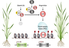 提高作物产量和氮肥利用效率的协同机制研究获突破