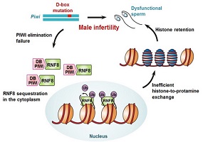 科学家发现人类Piwi基因突变致男性不孕不育
