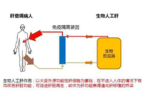 生物人工肝有望实现产业化